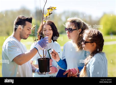 group of volunteers planting trees in park Stock Photo - Alamy