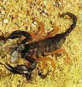 Scorpiones - Desciclopédia