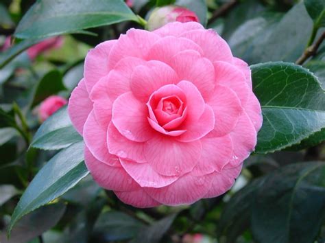 Plants & Flowers » Camellia japonica Pink Perfection