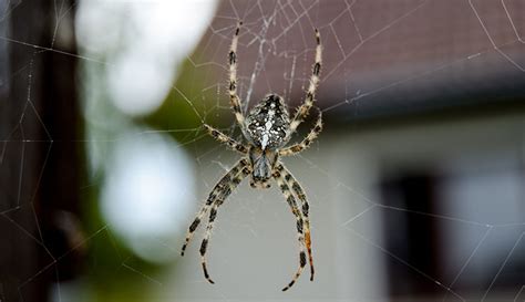 Uk Garden Spider Identification | Fasci Garden