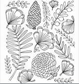 Botanical Coloring Pages sketch template