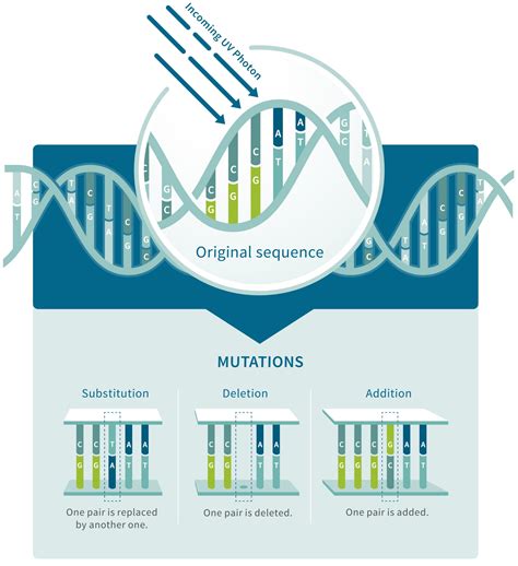 DNA Mutation | AncestryDNA® Learning Hub