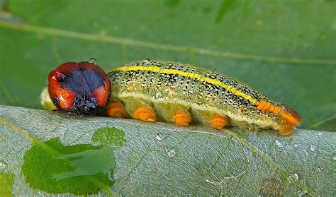 Color on a Leaf | A beautiful Long-tailed Skipper caterpilla… | Flickr