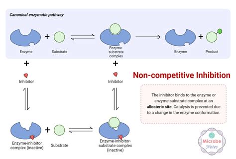 Allosteric Inhibition: Mechanism, Cooperativity, Examples