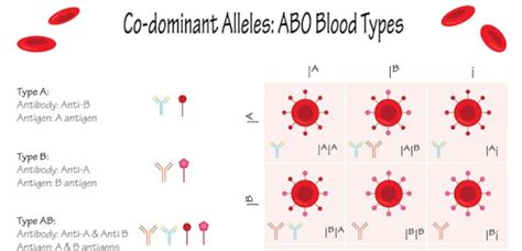 Codominance - 10+ Examples, How to Identify, PDF