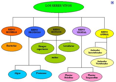 ENGLISHKEY INSTITUTION: ACTIVIDAD - CLASIFICACIÓN DE LOS SERES VIVOS.