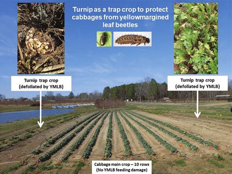 Turnip as a trap crop to protect cabbages from yellowmargined leaf ...