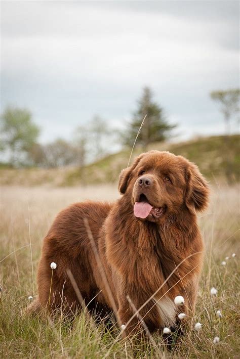 Newfoundland Dog