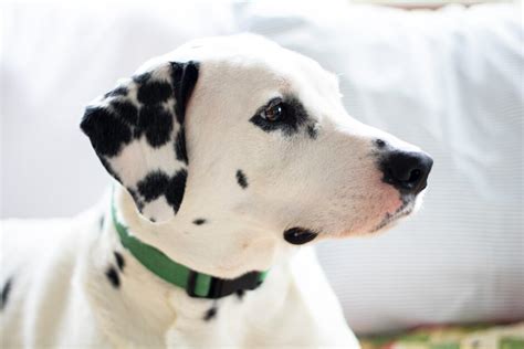 101 Dalmatians Names: A List of Every Single Name!