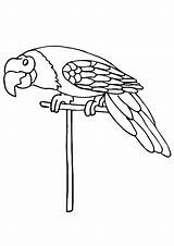 Parrot Bird coloring Page  Download Print Or Color Online For Free sketch template