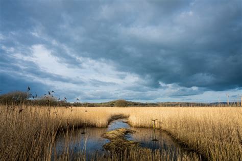 Marsh Wetland Royalty Free Photo