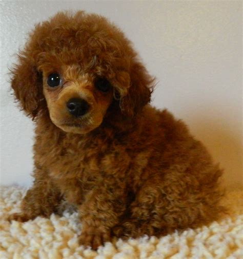 Red Standard Poodle Puppies For Sale