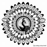 Peacock Mandala Coloring Pages  Free & Printable sketch template
