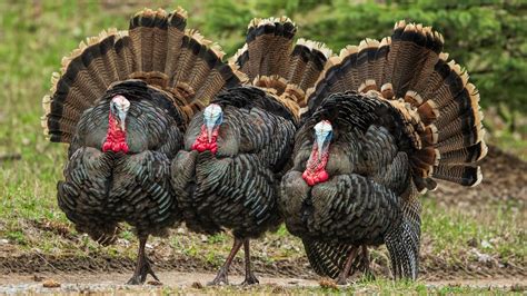 How many Missouri turkeys did hunters kill this Fall? | ksdk.com