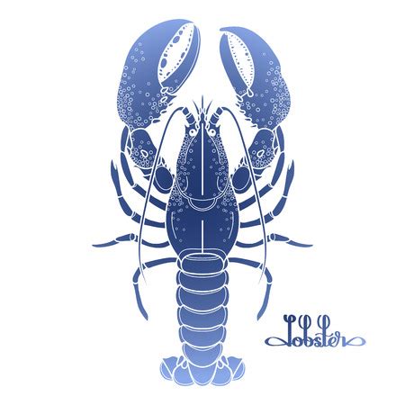 Vector of Graphic vector lobster drawn - ID:54825124 - Royalty Free Image - Stocklib