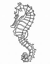 Seahorse Using Its Tall To Hang Onto Seaweed Coloring Page  Kids Play sketch template