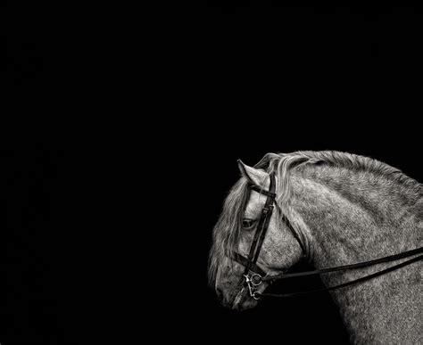 Fine Art Horse Photographer Guildford Surrey — Pet Photography West ...