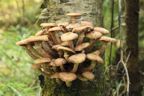 Tree Fungus Identification - Gardenerdy