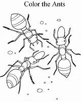 Free Printable Ant Coloring Pages For Kids sketch template