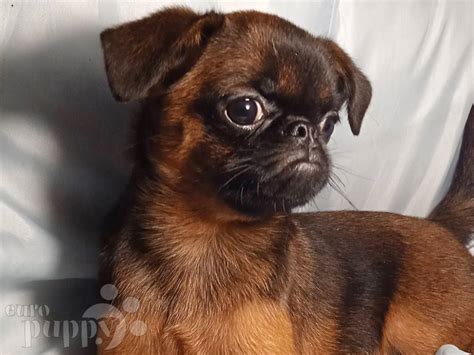 Brussels Griffon Puppies For Sale | Euro Puppy