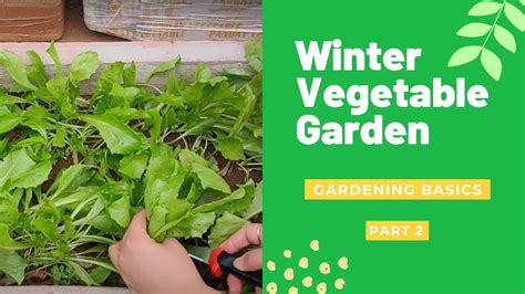 Winter Vegetable Garden Tips | Easily grow winter vegetables | DIY garden | Gardening Basics ...