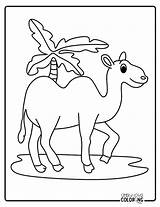 Camel Coloring Pages Free PDF Printables  Simply Love sketch template