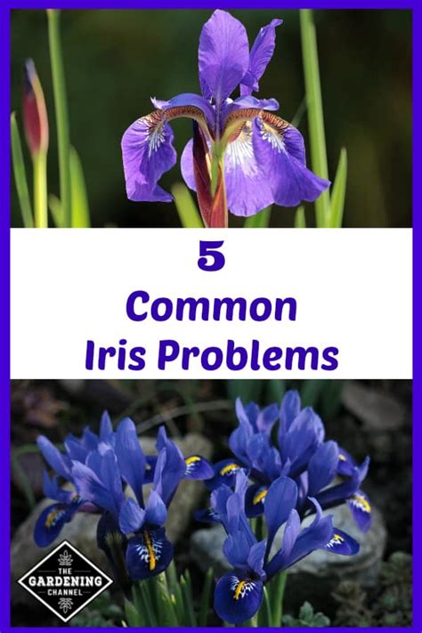 Common Iris Problems - Gardening Channel