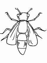 Free Printable Bug Coloring Pages For Kids sketch template