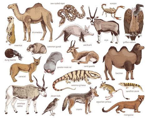 Desert animals clipart wild animals vector art. Design | Etsy