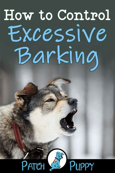 How to Control Excessive Barking - Train Your Dog Not to Bark Dog Training Books, Dog Training ...