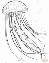 Jellyfish Coloring Pages For Kids  Home sketch template