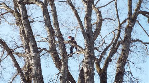 Just Trees Canada Inc. Arborist Services Edmonton - Elm Pruning Edmonton