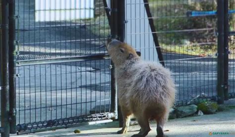 Capybara In Captivity - Lifespan, Breeding, Health Issues