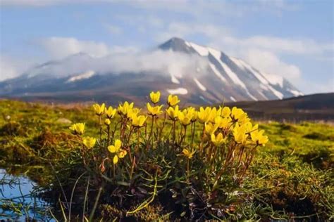 Adaptations of Tundra Plants: Thriving in the Arctic - Nature Roamer