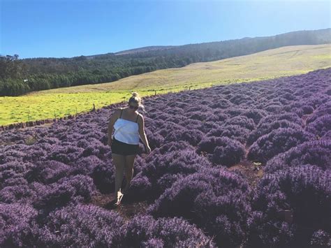 Ali'i Kula Lavender Farm ~ Kula, Maui (Hawaii) | Lavender farm, Maui ...