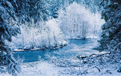 Icy winter forest wallpapers and images - wallpapers, pictures, photos