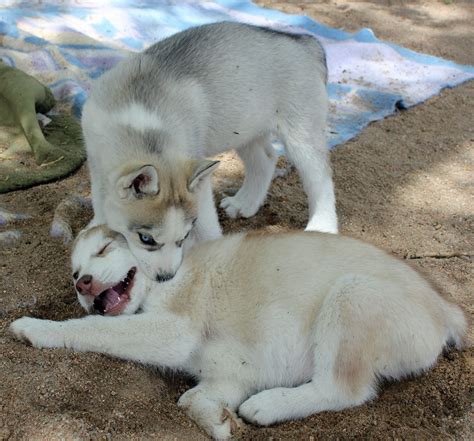 Owww ! | Siberian Husky Puppies 2013-05-25 | Jeffrey Beall | Flickr