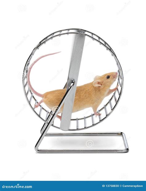 Mouse Hamster Exercise Wheel Stock Photo - Image: 13758830