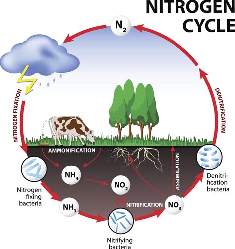 Nitrogen cycle: Steps of Nitrogen cycle - Online Biology Notes