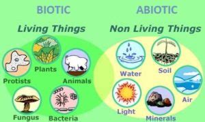 Abiotic factor Definition & Meaning | Dictionary.com