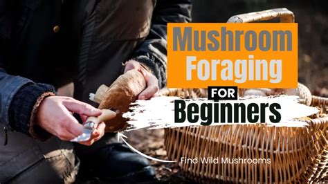 The Ultimate Guide to Mushroom Foraging for Beginners - Mushroom Junky