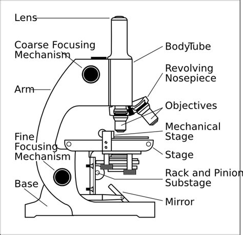 Light Microscope Diagram Labeled