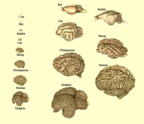 Galileo Feynman: Comparative Brain Anatomy in Different Animals -- Some ...