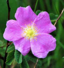 North Dakota State Flower (Floral Emblem): Wild Prairie Rose