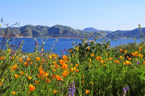 Diamond Valley Acres: Wildflowers