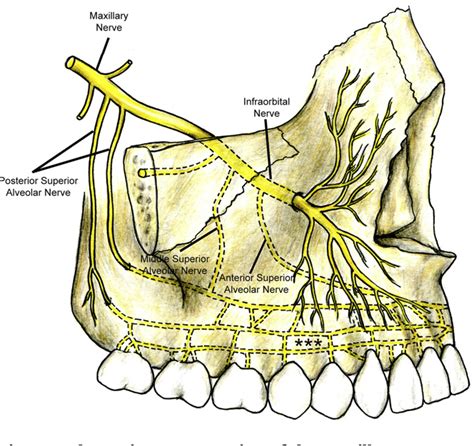 [PDF] A review of the mandibular and maxillary nerve supplies and their ...