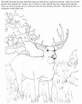 Mule Deer Coloring Page At GetDrawings  Free Download sketch template
