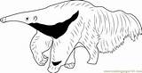 The Mighty Giant Anteater Coloring Page  Free Pages sketch template