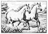12 Best Horses Coloring Pages Free  Printable Artlex sketch template