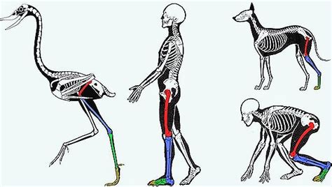 COMPARATIVE VERTEBRATE ANATOMY